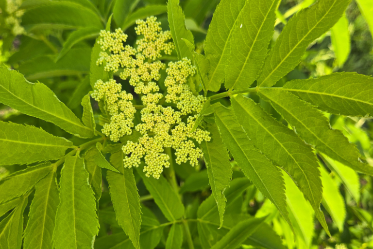 Photo of an elderberry plant. It's a light green color with white flower buds.